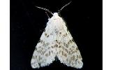 Hyphantria cunea