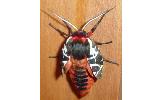 Arctia Arctia