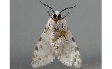 Hyphantria cunea