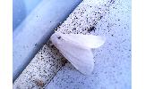 Hyphantria cunea