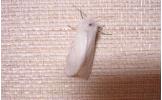 Hyphantria cunea