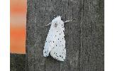 Spilosoma lubricipedum sangaicum