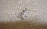 Hyphantria cunea