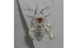Hyphantria cunea