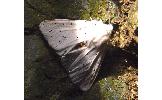 Spilosoma lubricipedum sangaicum