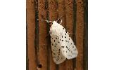 Spilosoma Spilosoma