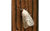 Spilosoma lubricipedum sangaicum