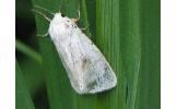 Spilosoma lubricipedum sangaicum