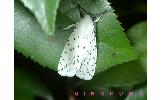 Spilosoma lubricipedum sangaicum