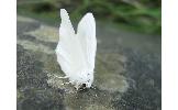 Hyphantria cunea
