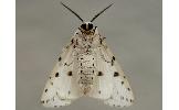 Spilosoma lubricipedum sangaicum