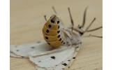 Spilosoma lubricipedum sangaicum