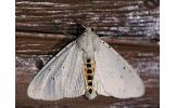 Spilosoma lubricipedum sangaicum