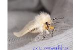Spilosoma Spilosoma