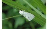 Spilosoma lubricipedum sangaicum