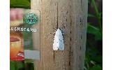 Spilosoma Spilosoma