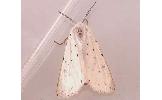 Spilosoma Spilosoma