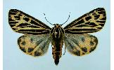 Grammia quenseli daisetsuzana