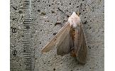 Creatonotos transiens koni