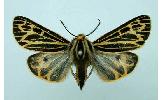 Grammia quenseli daisetsuzana