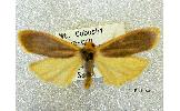 Eilema minor