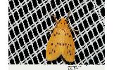Lyclene Lyclene