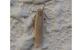 Brunia antica