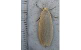 Eilema aegrota