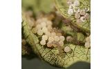 Amata germana nigricauda