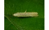 Batrachedra sp.