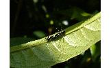 Brahmaea japonica