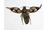 Diurnea Diurnea