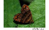 Choreutis amethystodes