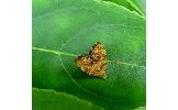 Choreutis Choreutis