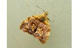 Choreutis Choreutis
