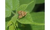 Choreutis hyligenes