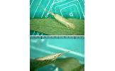 Coleophora serinipennella