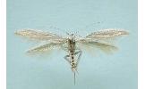 Coleophora flavovena