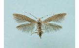 Coleophora sternipennella