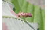 Coleophora hancola