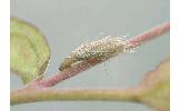 Coleophora hsiaolingensis