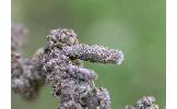 Coleophora sternipennella