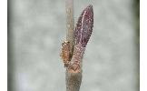 Coleophora hancola
