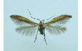 Coleophora alcyonipennella