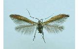 Coleophora Coleophora