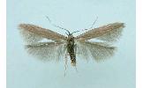 Coleophora virgaureae