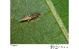 Cosmopterix sp.