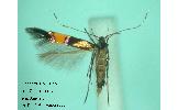 Cosmopterix Cosmopterix