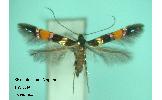 Cosmopterix Cosmopterix