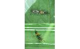 Cosmopterix Cosmopterix